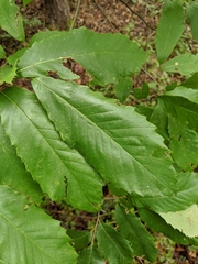 Castanea pumila