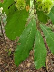 Castanea pumila