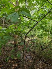 Castanea pumila