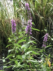 Lythrum salicaria