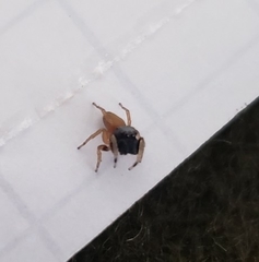 Euophrys melanoleuca