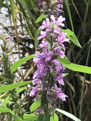 Lythrum salicaria