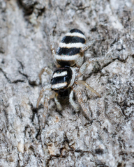 Salticus austinensis