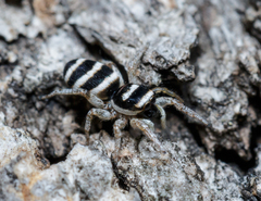 Salticus austinensis
