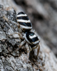 Salticus austinensis