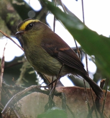 Silvicultrix diadema