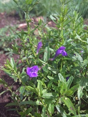 Scutellaria scordifolia