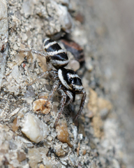 Salticus austinensis