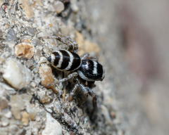 Salticus austinensis