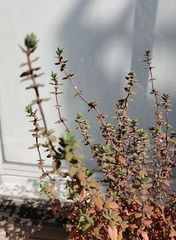 Thymus