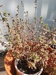 Thymus