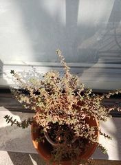 Thymus