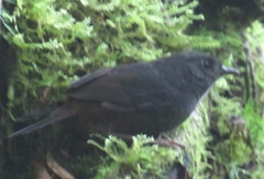 Scytalopus spillmanni