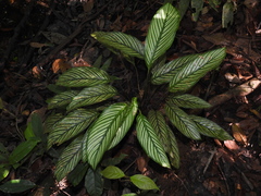 Goeppertia elliptica
