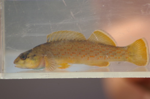 Bluebreast Darter