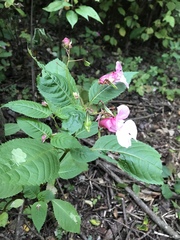 Impatiens glandulifera
