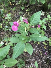 Impatiens glandulifera