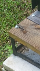 Sceloporus undulatus