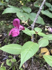 Impatiens glandulifera