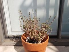 Thymus