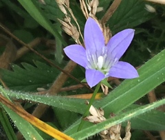 Campanula californica