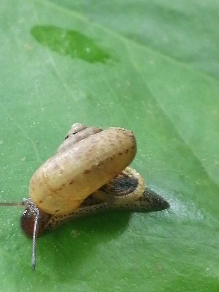 Aulopoma helicinum