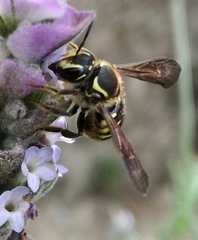 Paranthidium gabbii