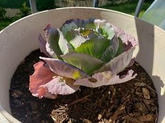 Brassica oleracea italica