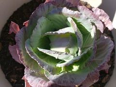 Brassica oleracea italica