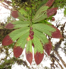 Columnea medicinalis