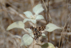 Thyridanthrax nugator