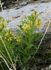 Astragalus mongholicus