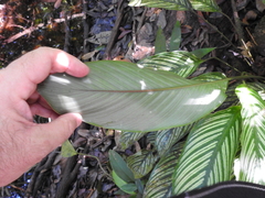 Goeppertia elliptica