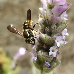 Paranthidium gabbii