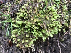 Fissidens dubius