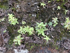 Pinguicula alpina