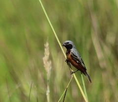Sporophila ruficollis