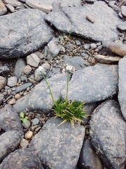 Eriocaulon aquaticum