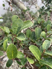 Ficus natalensis