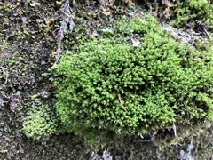Hydrogonium croceum