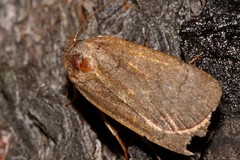 Amphipyra tragopoginis