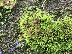 Hydrogonium croceum
