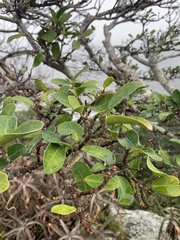 Ficus natalensis