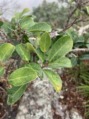Ficus natalensis