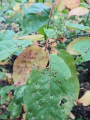 Eriophyes emarginatae