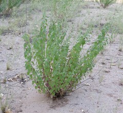 Brickellia floribunda
