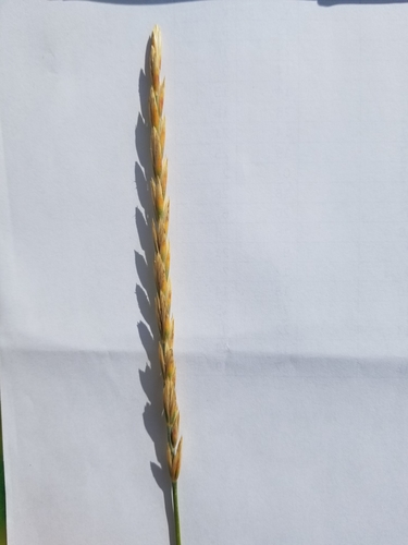 Elytrigia repens iNat (1)