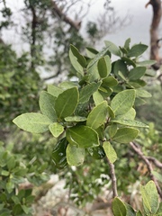 Robsonodendron eucleiforme