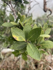 Robsonodendron eucleiforme