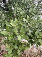Robsonodendron eucleiforme